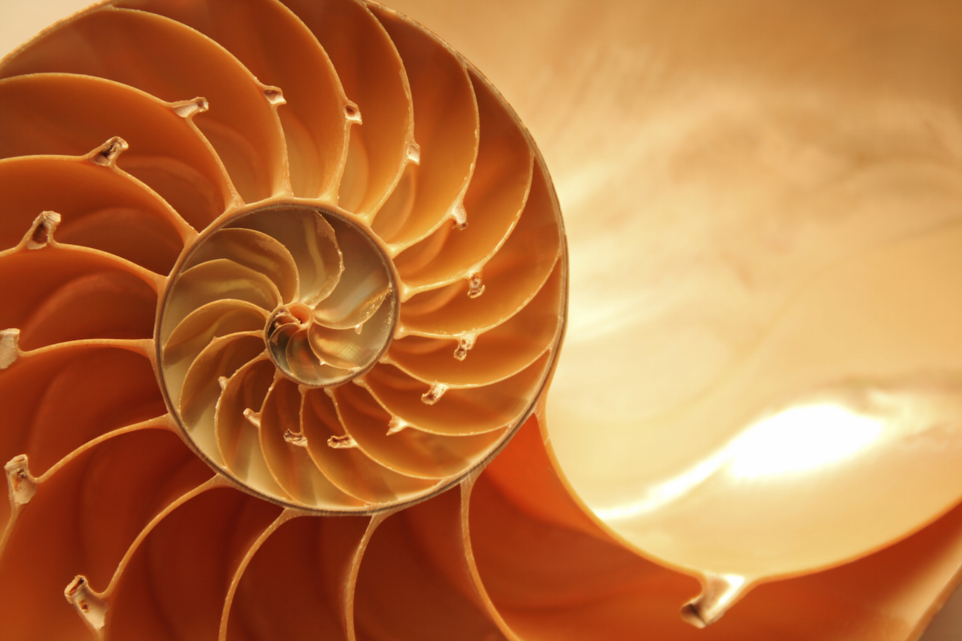 iStock-7160629-L-Nautilus-Shell-copie